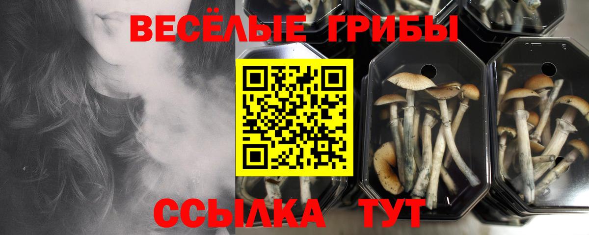 Псилоцибиновые грибы прущие грибы Ленинск-Кузнецкий